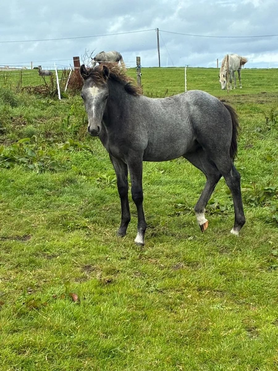 Connemara colt foal by manor duke - Image 2