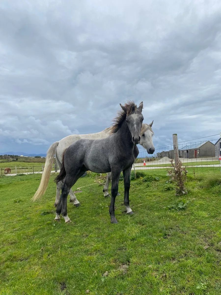 Connemara colt foal by manor duke - Image 4