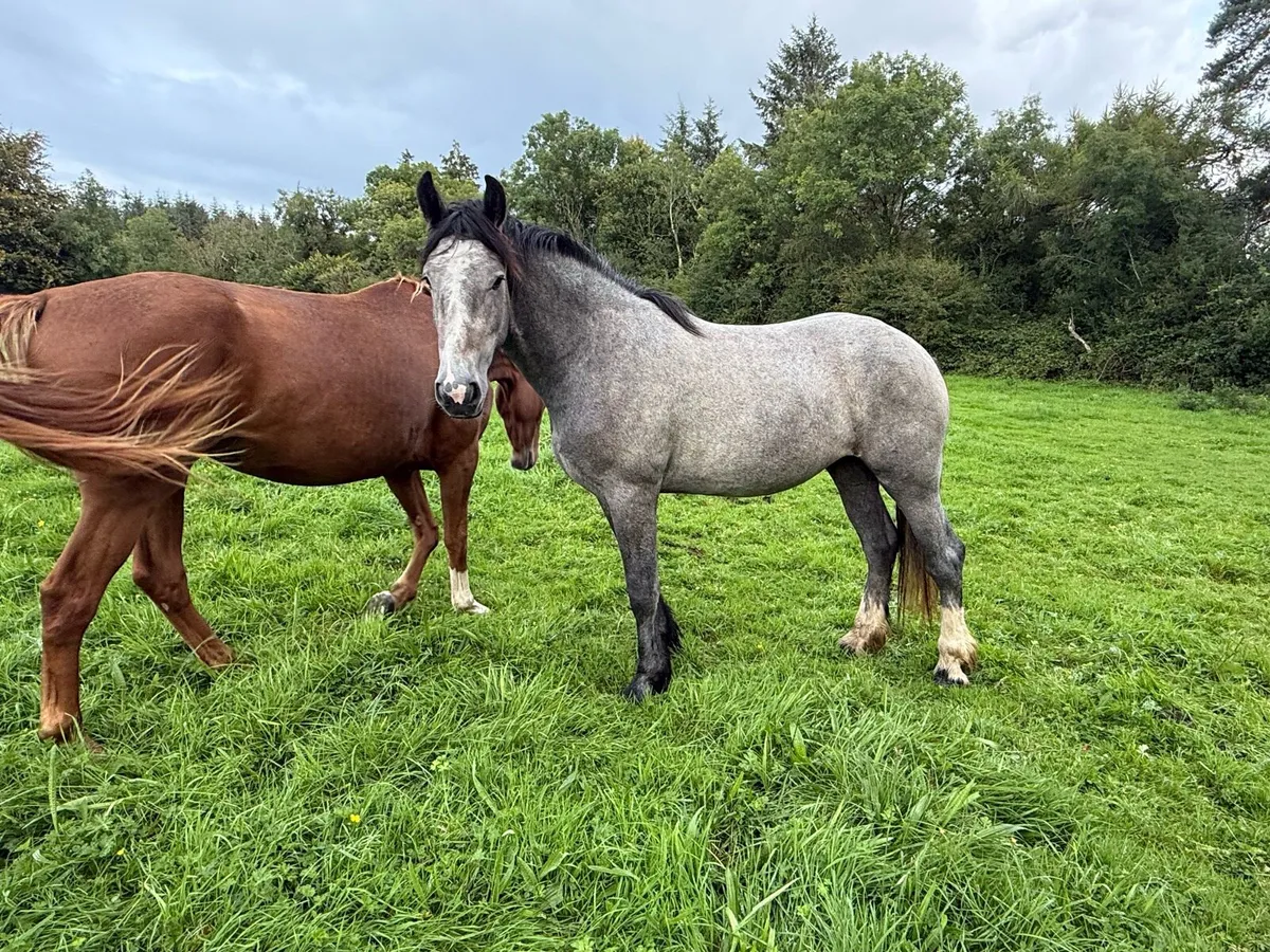 Big Cob mare - Image 1