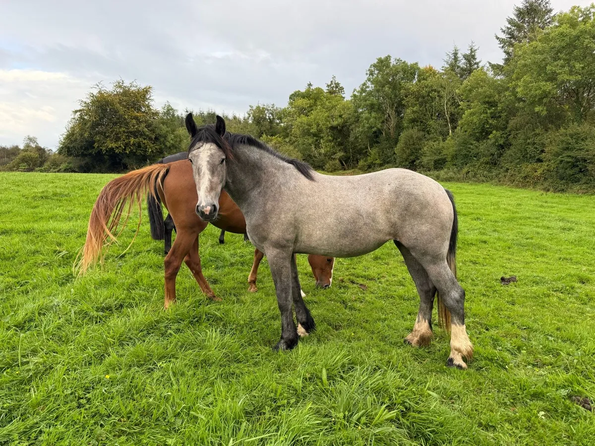 Big Cob mare - Image 2