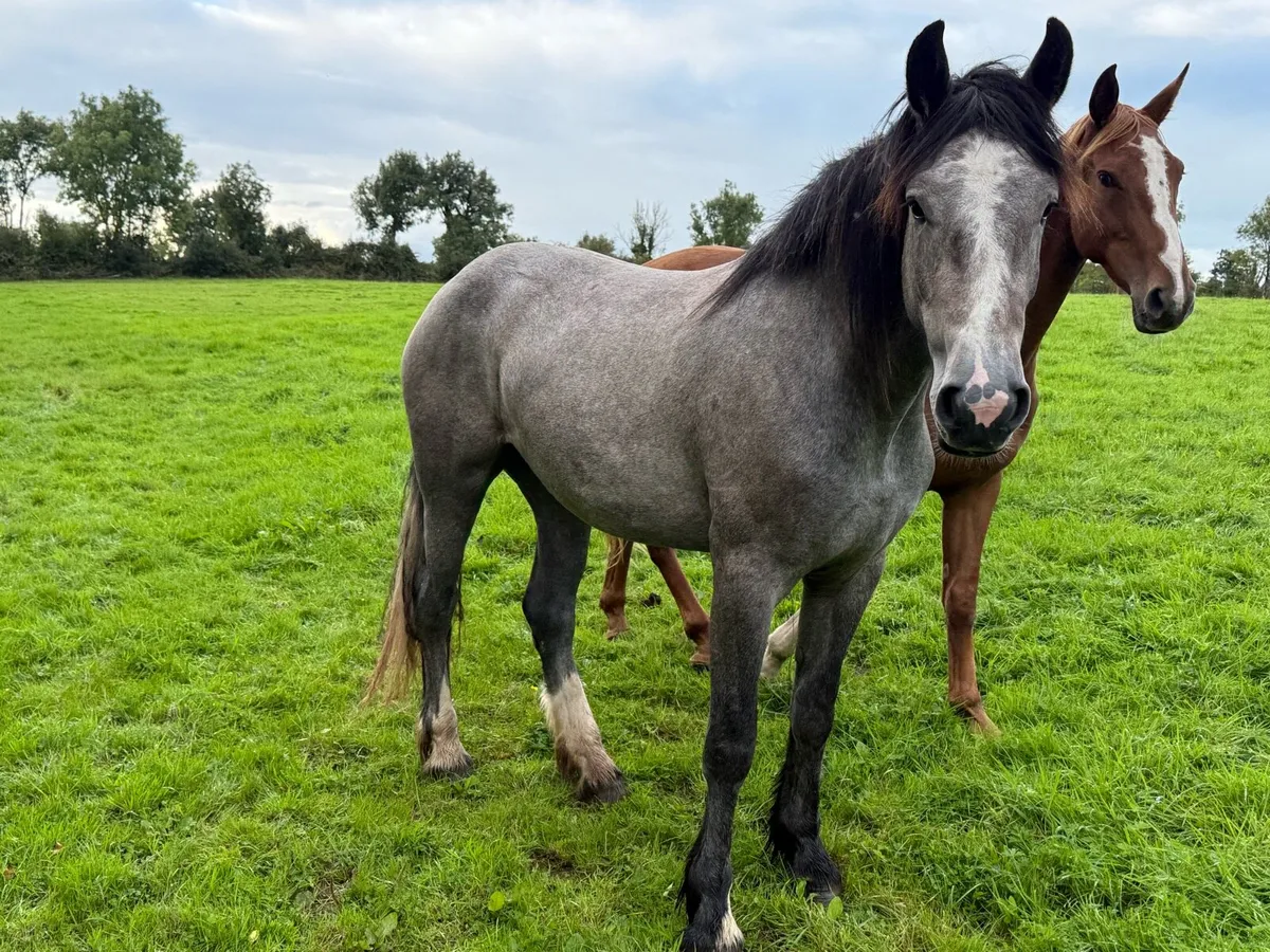 Big Cob mare - Image 3