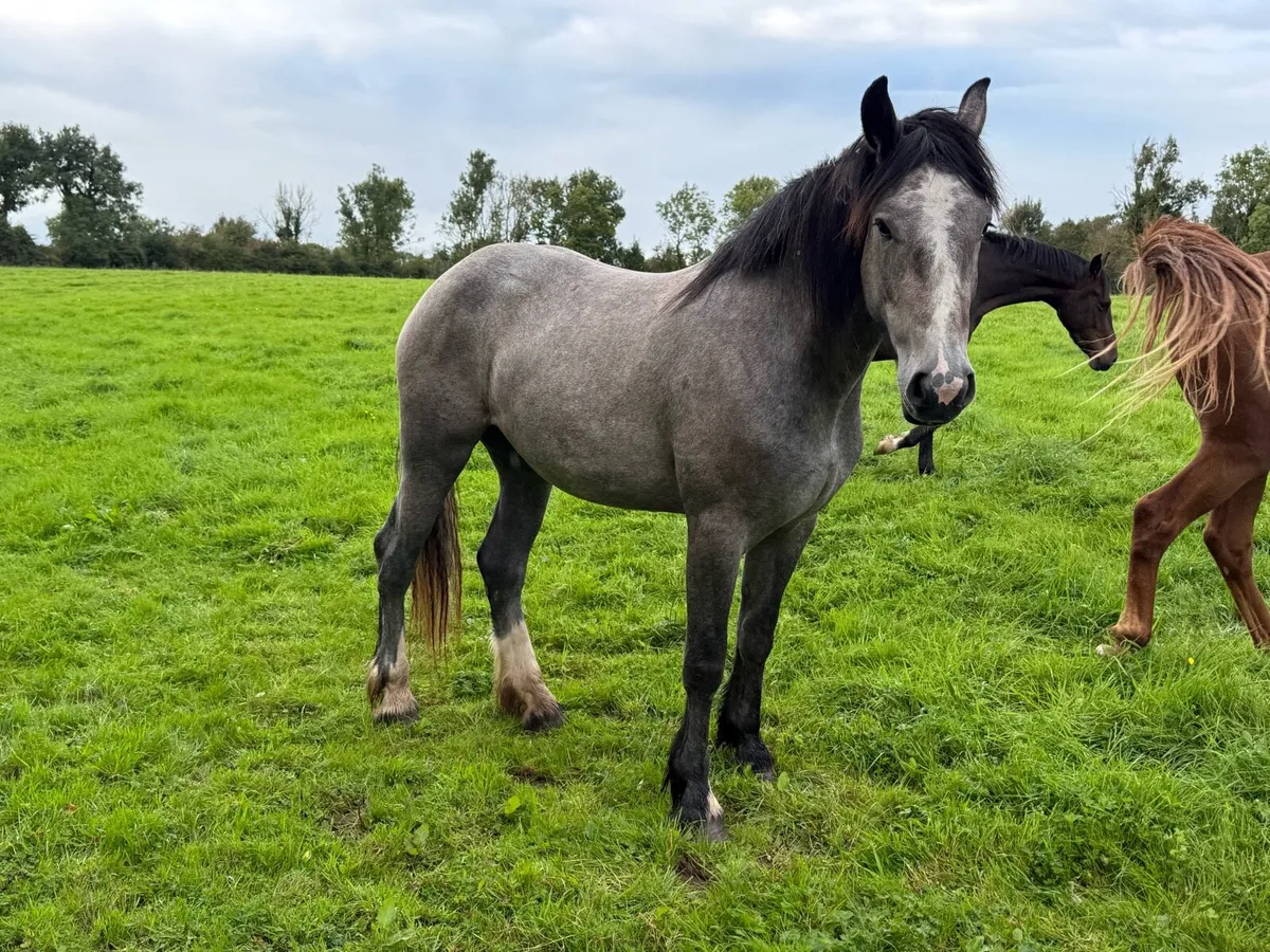 Big Cob mare - Image 4