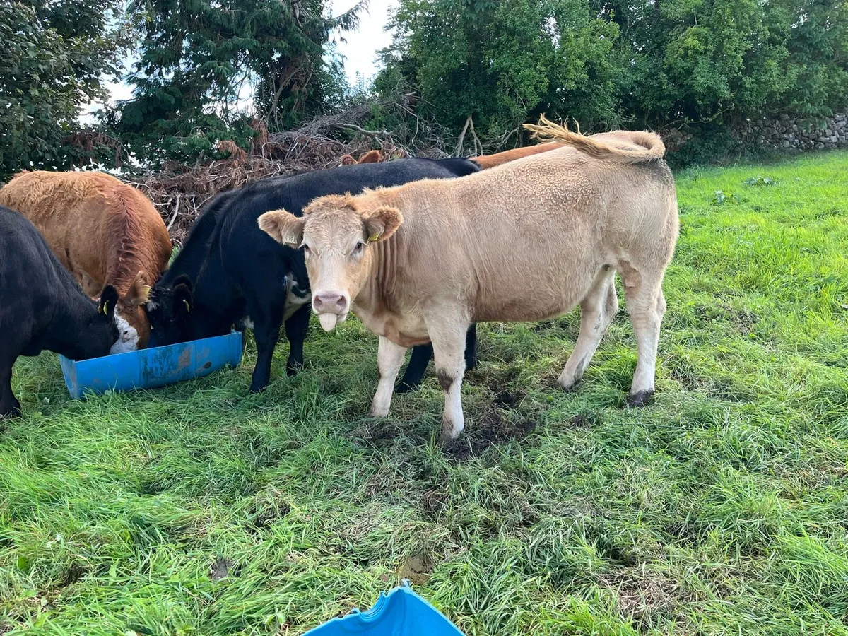 Heifers - Image 1