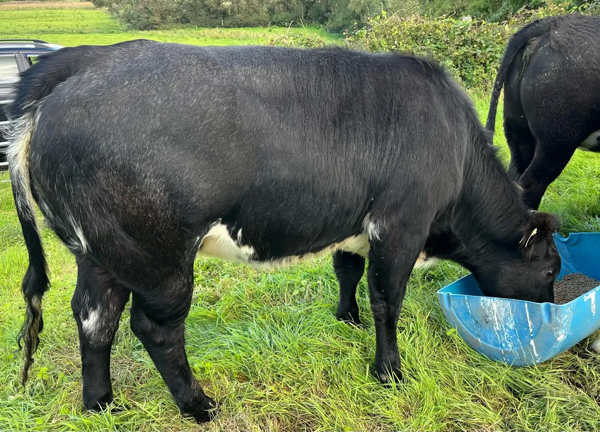 Heifers - Image 2
