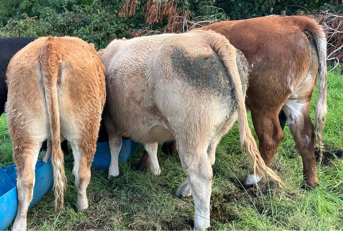 Heifers - Image 3