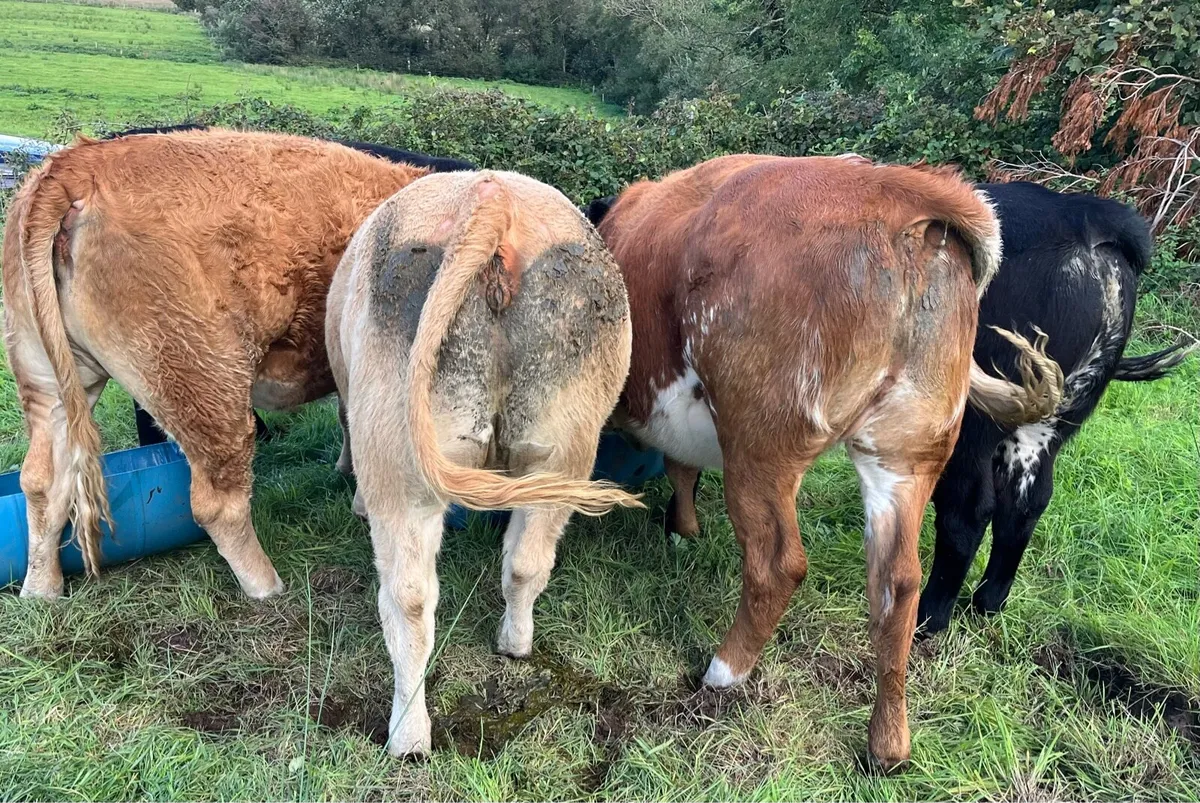 Heifers - Image 4