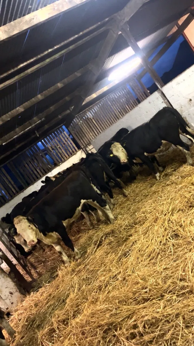 Aax an hex heifers - Image 1