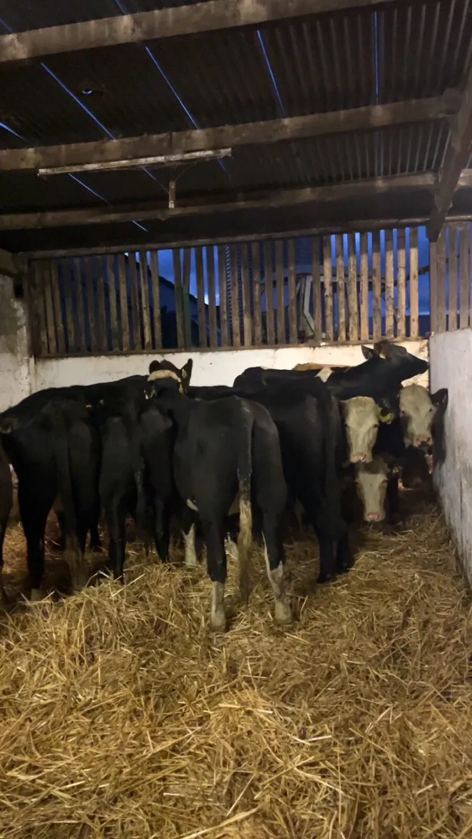 Aax an hex heifers - Image 2
