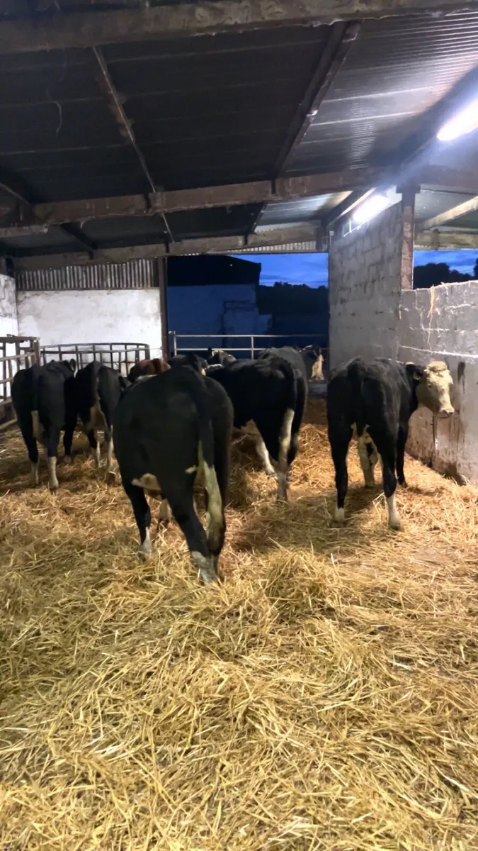 Aax an hex heifers - Image 3