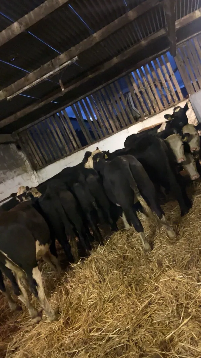 Aax an hex heifers - Image 4