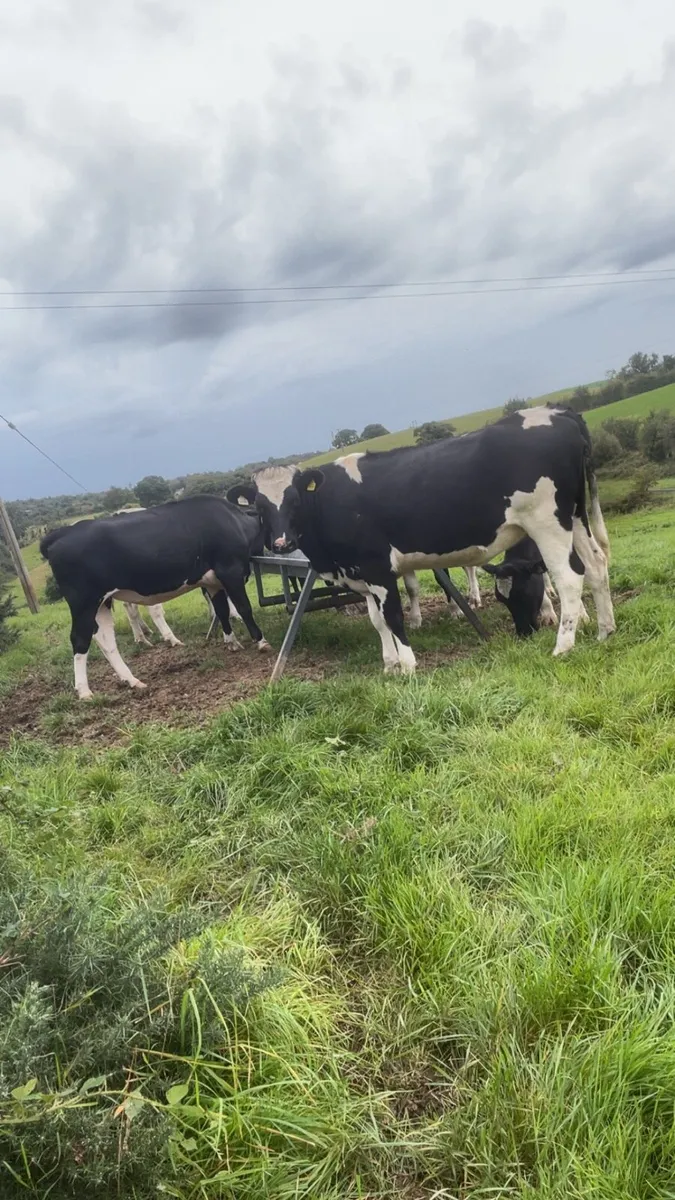 Incalf heifers - Image 2