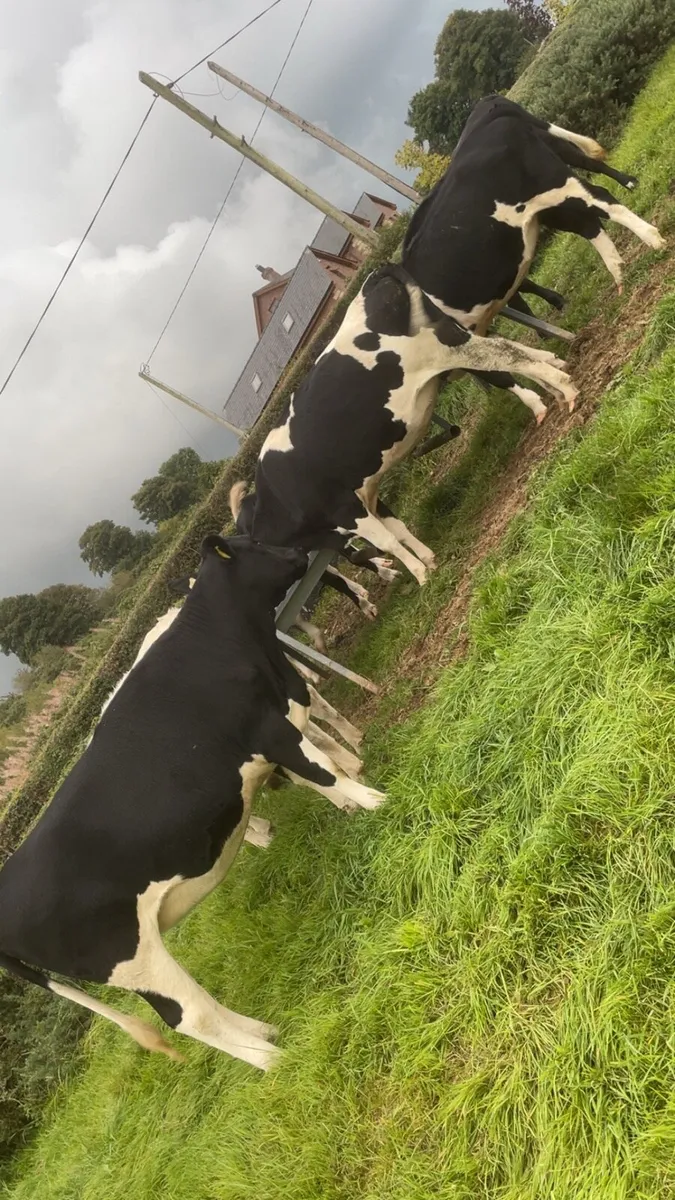 Incalf heifers - Image 1