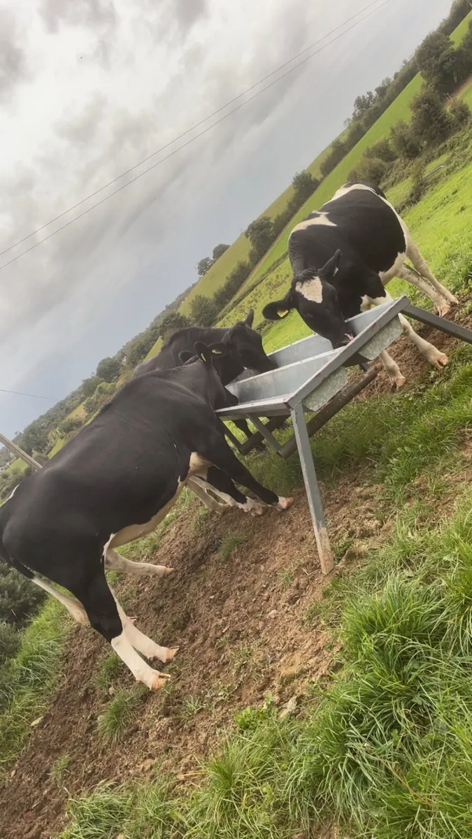 Incalf heifers - Image 3