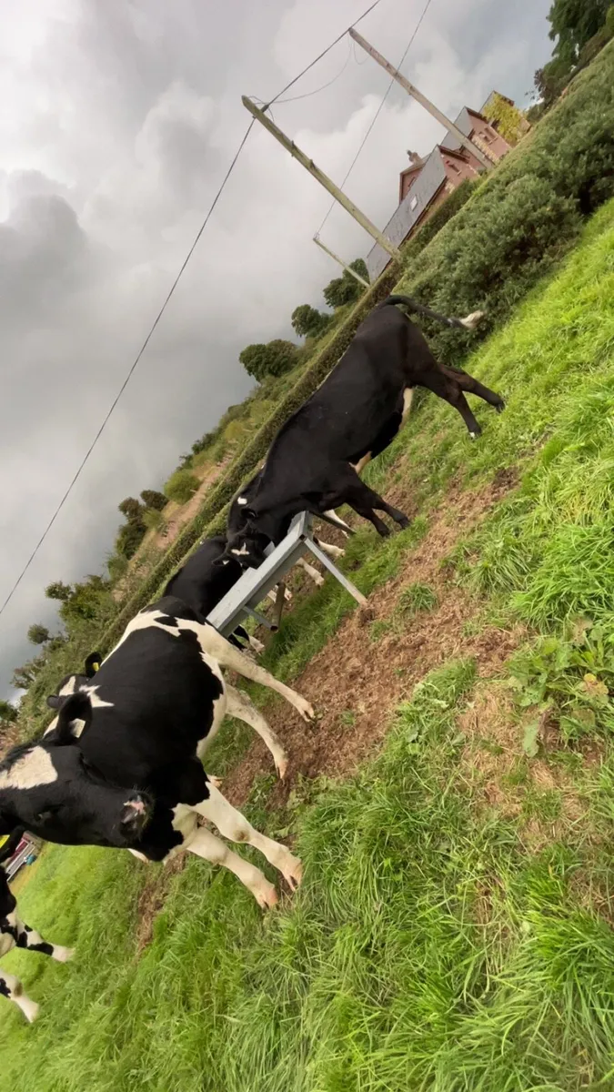 Incalf heifers - Image 4