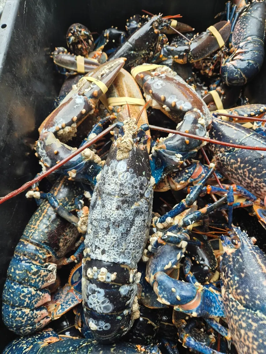 Lobsters and crayfish wanted