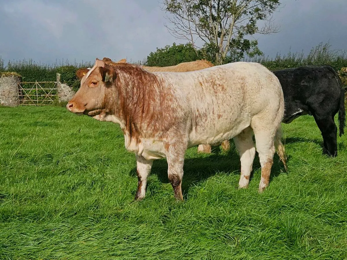 Breeding heifers - Image 2