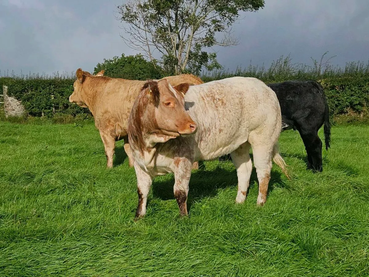 Breeding heifers - Image 3