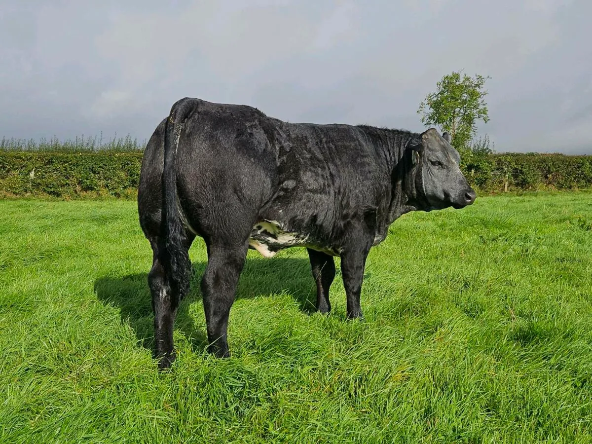 Breeding heifers - Image 4
