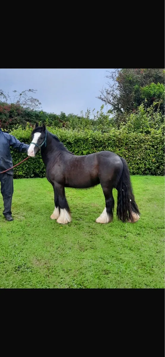 Black and white 13.2hh Cob - Image 3