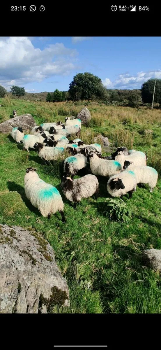 Organic Ewe lambs - Image 1