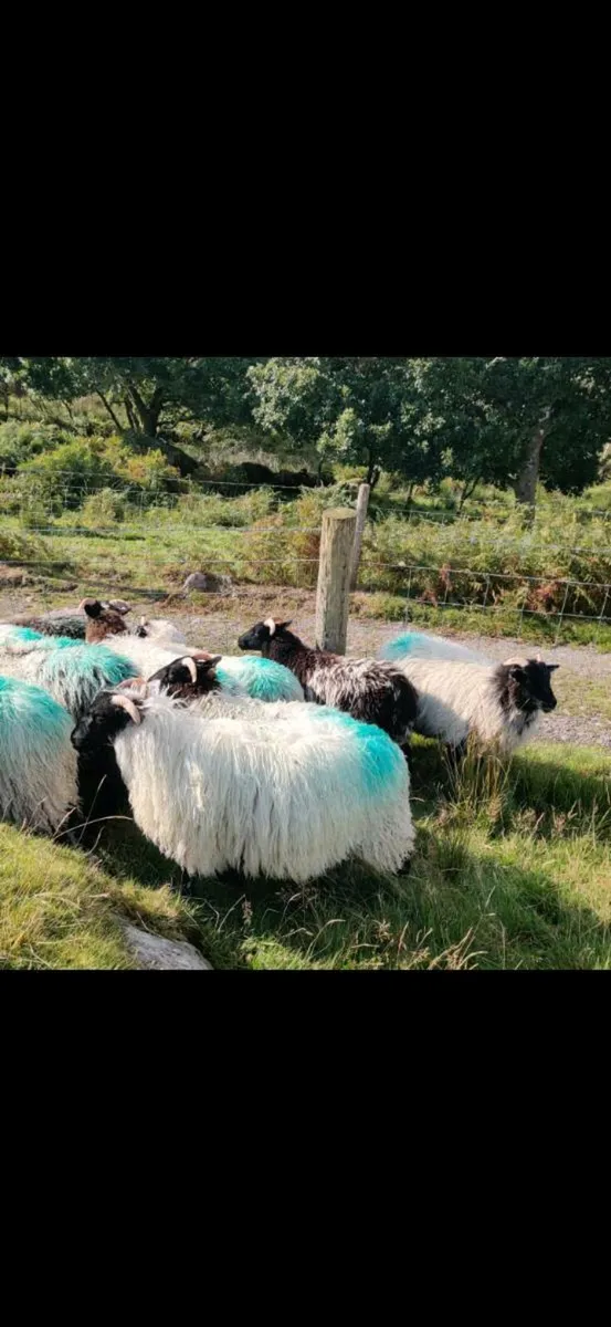 Organic Ewe lambs - Image 2