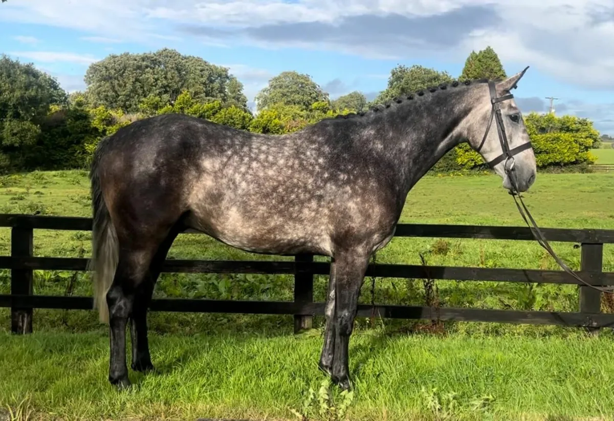 Horse - Image 4