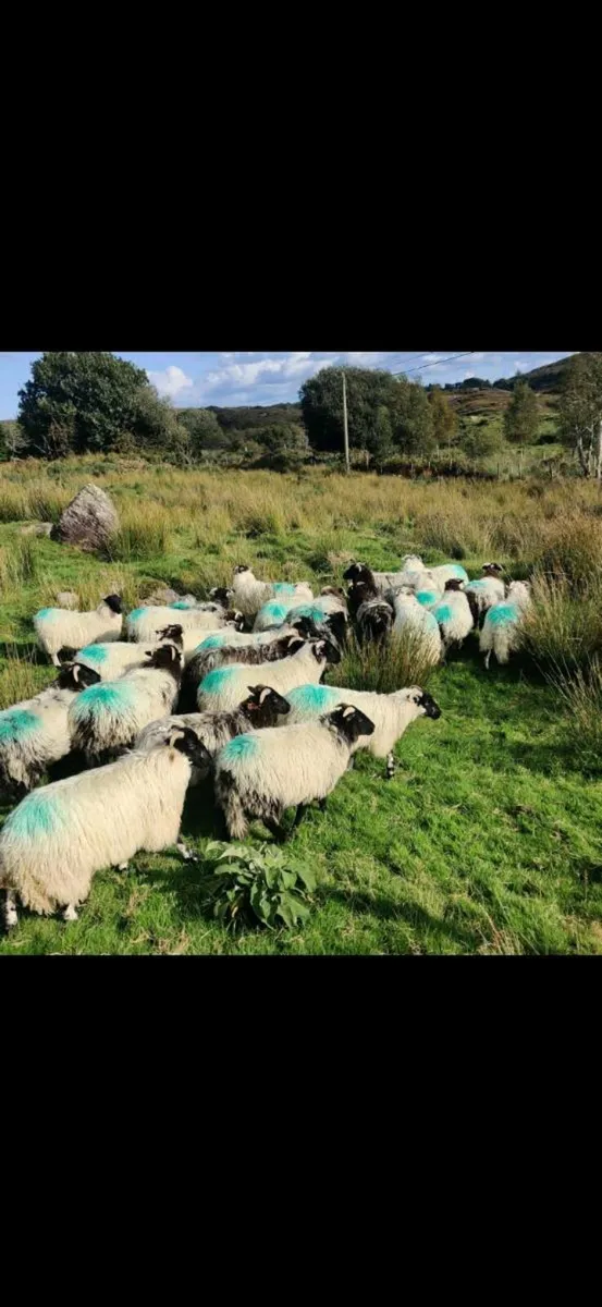 Organic Ewe lambs - Image 3