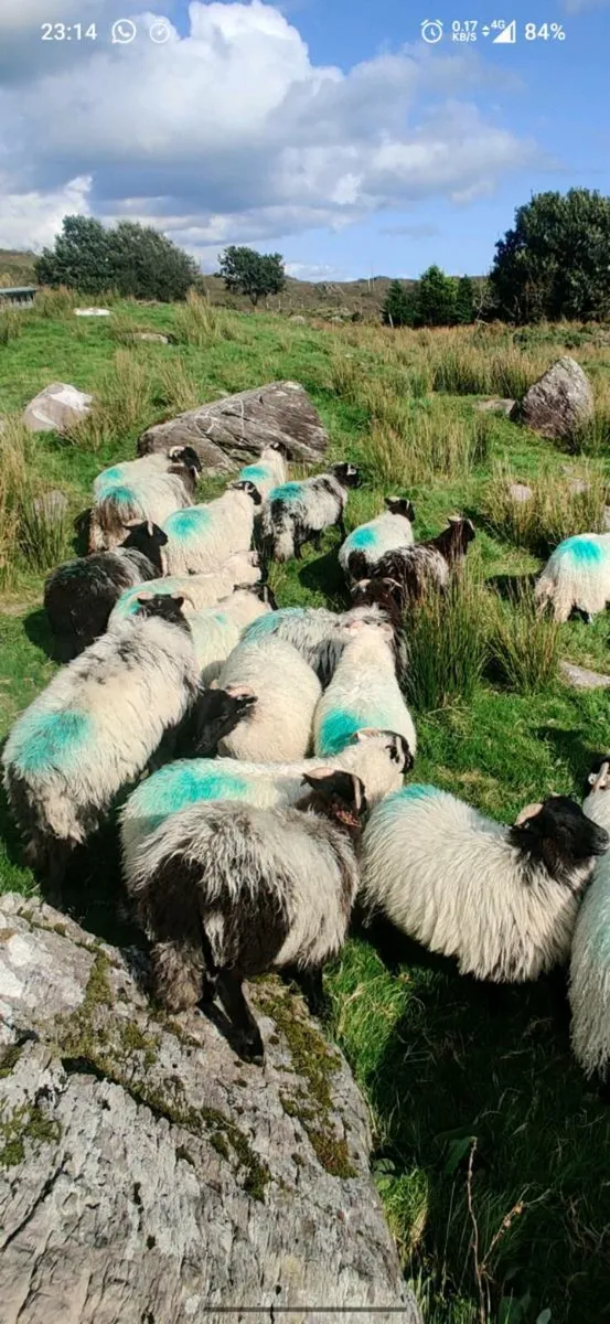 Organic Ewe lambs - Image 4