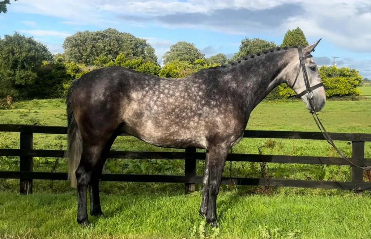 Horse - Image 1