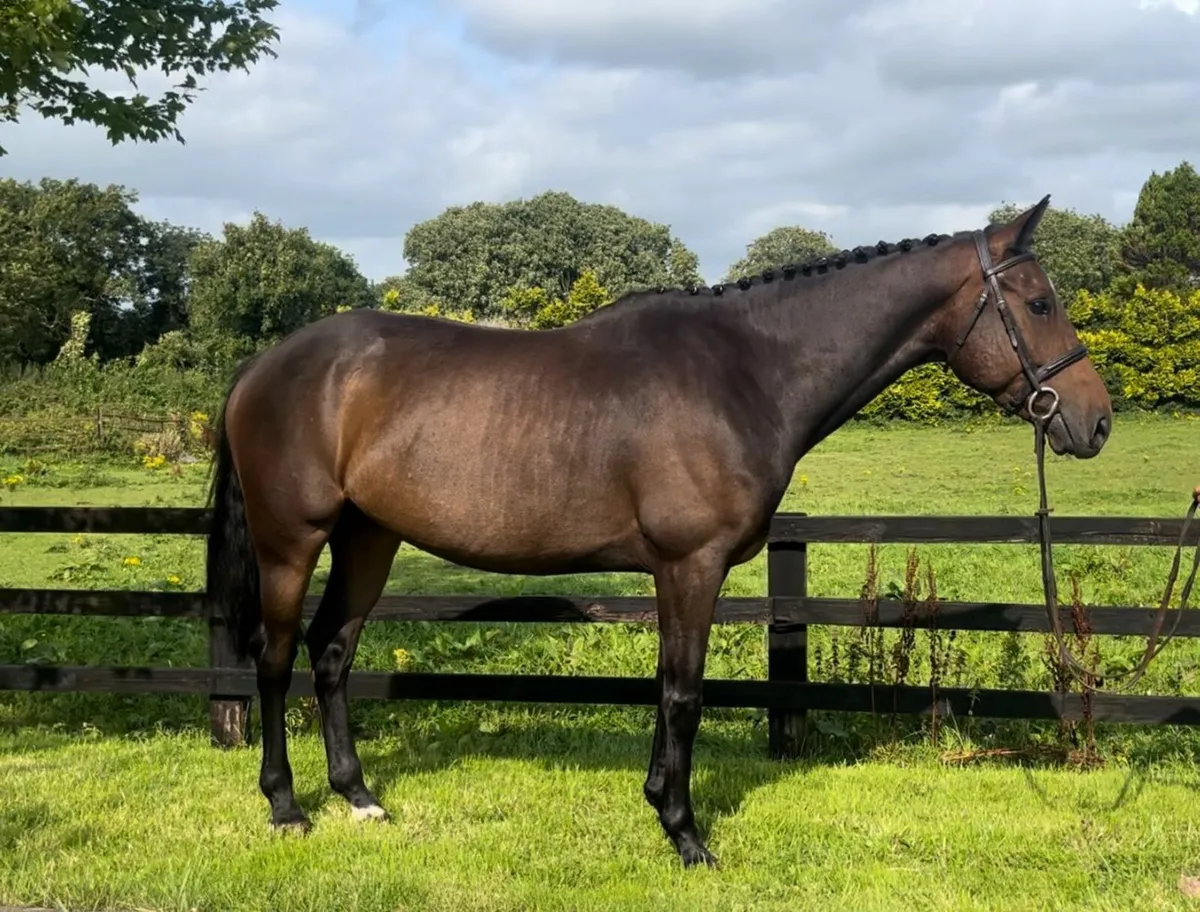 6yr old TIH - Image 3