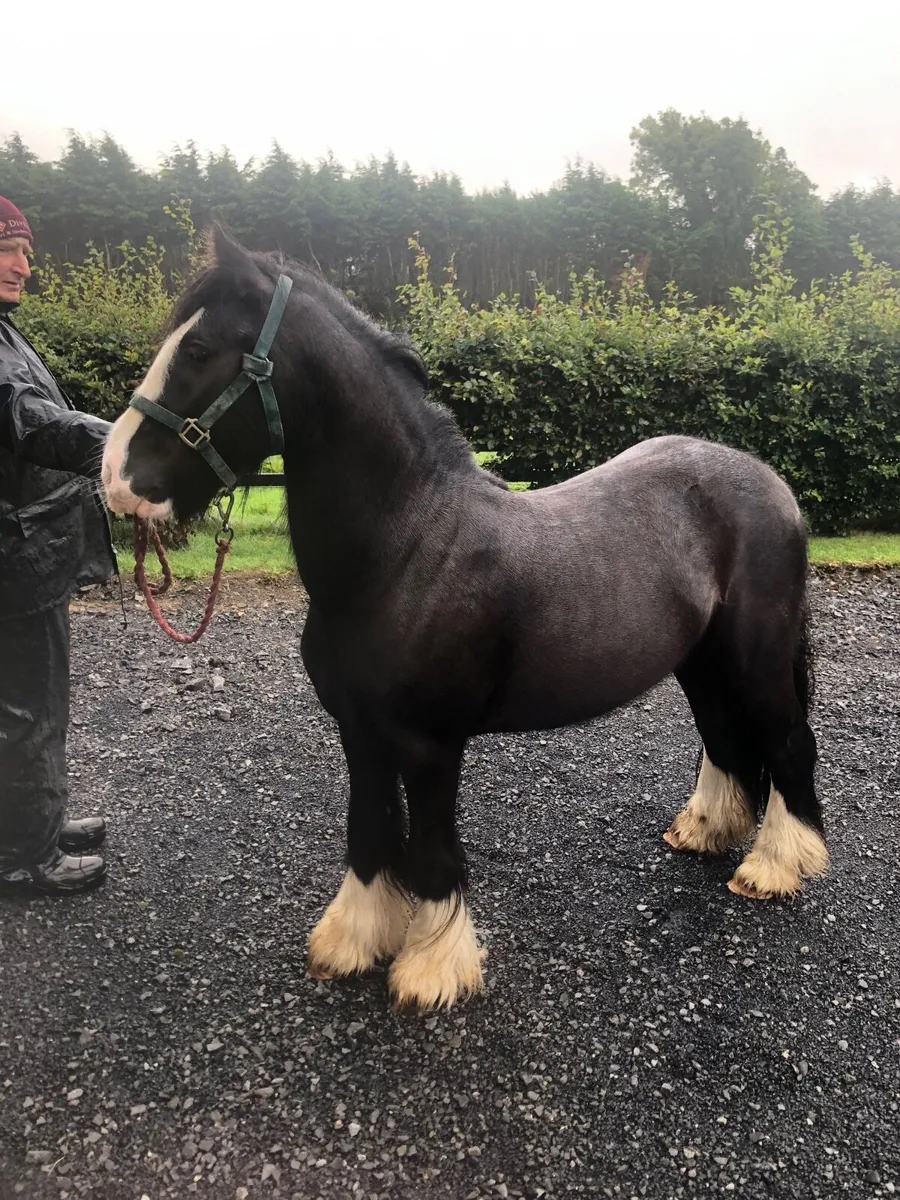 Black and white 13.2hh Cob - Image 2