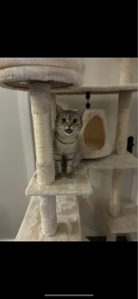 Female British Shorthair Looking For Forever 🏡 - Image 3