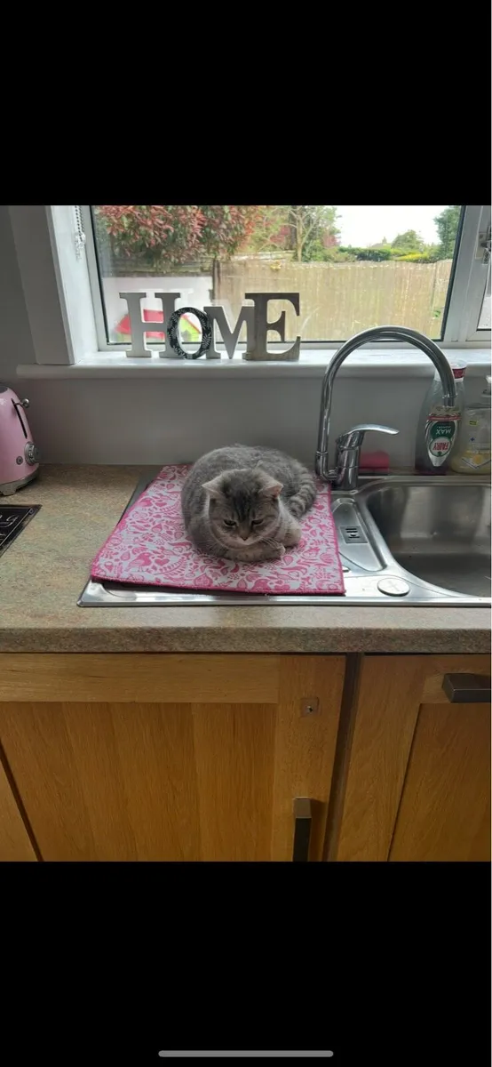 Female British Shorthair Looking For Forever 🏡 - Image 4