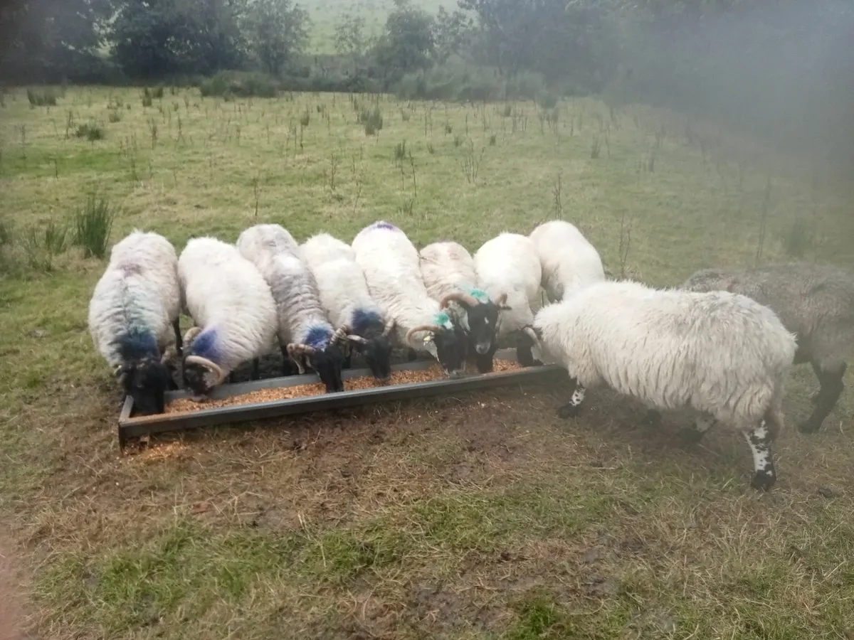 Ewes - Image 1