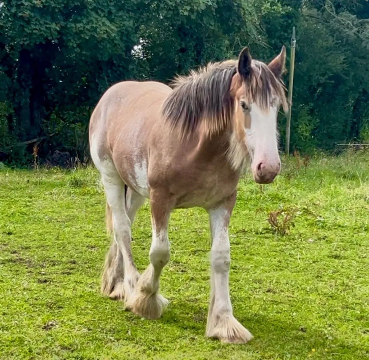 Clydesdale yearling colt - Image 1