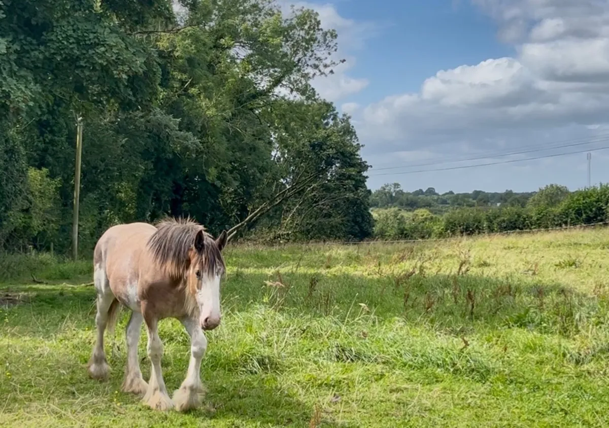 Clydesdale yearling colt - Image 3