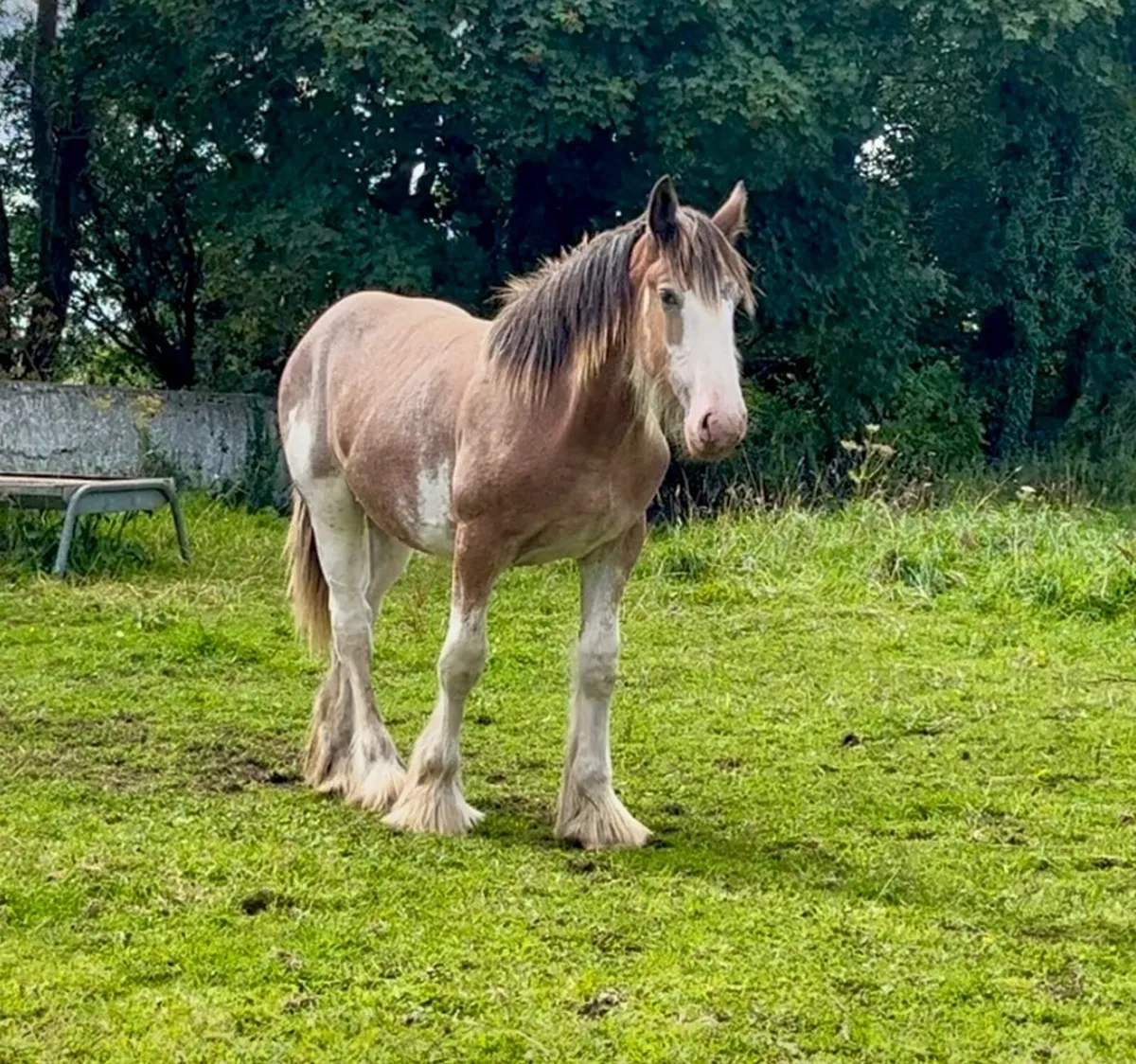 Clydesdale yearling colt - Image 4