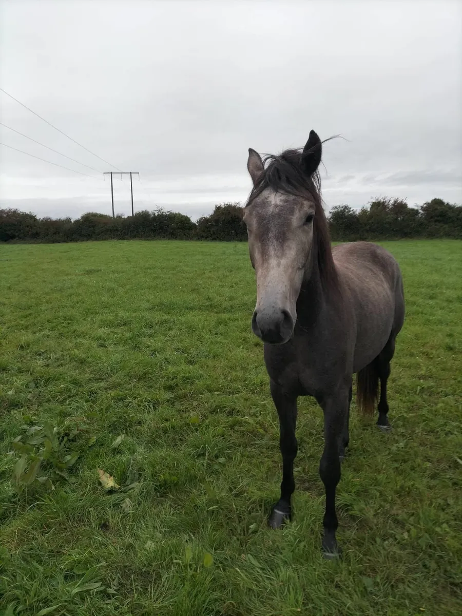 Horses - Image 2