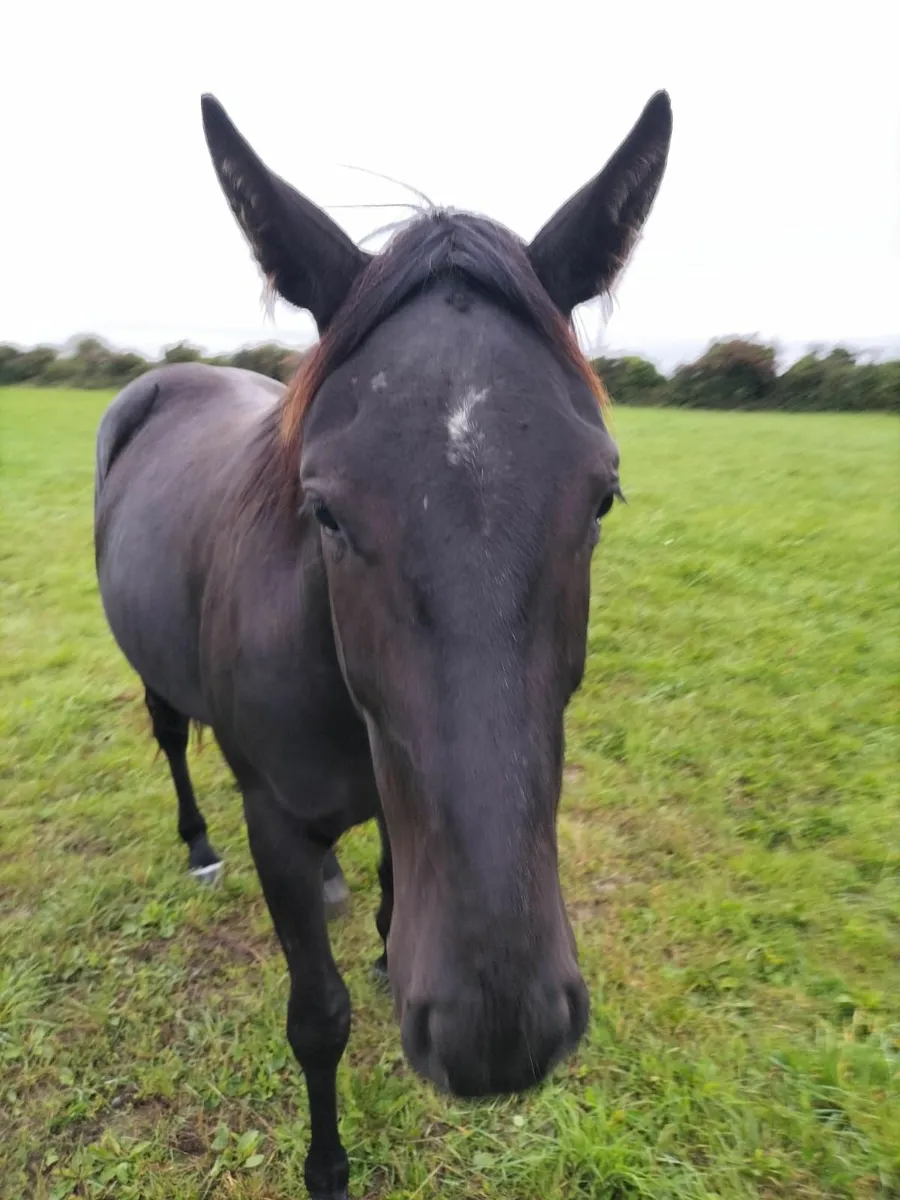 Horses - Image 4