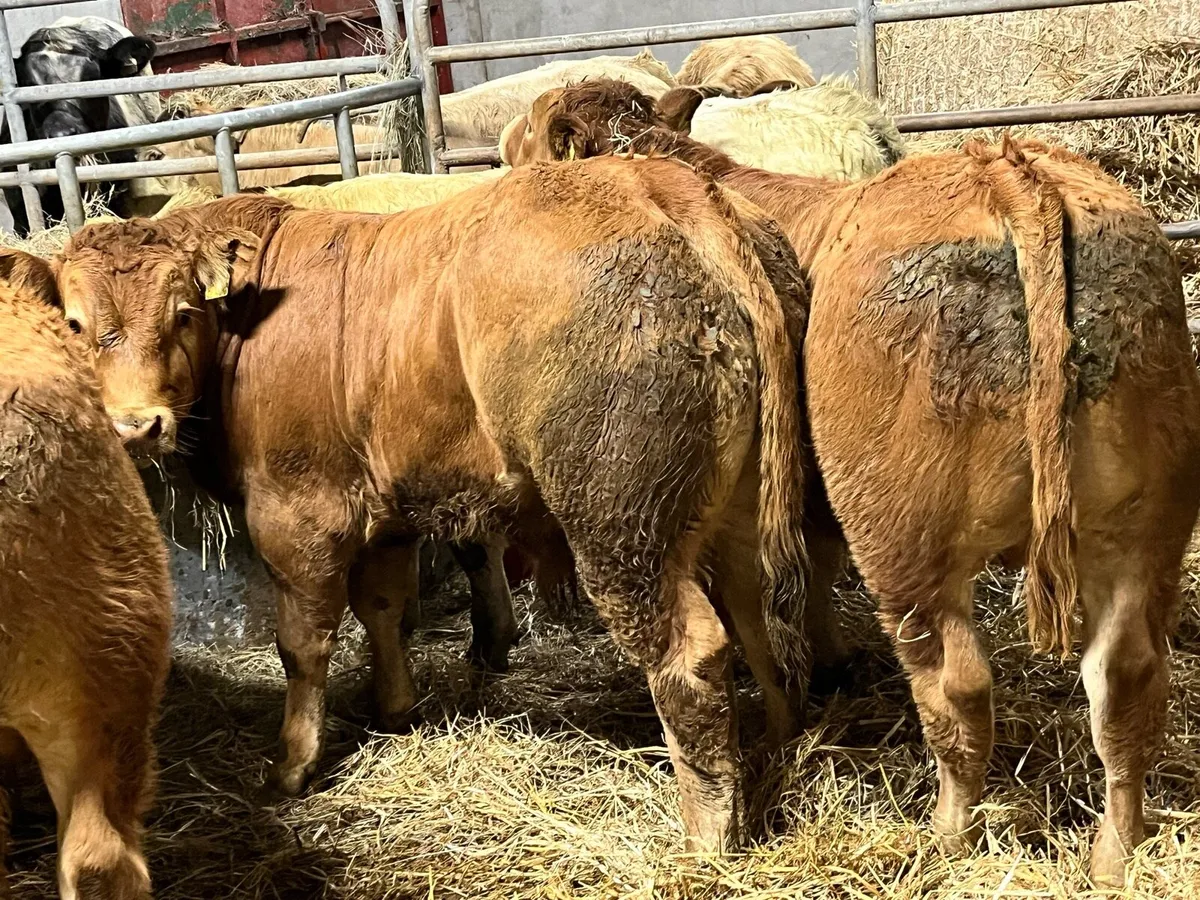Super U Grade 340Kg CH LIM Bullocks - Image 1
