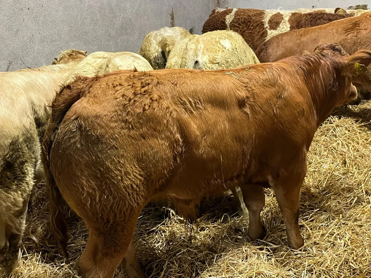 Super U Grade 340Kg CH LIM Bullocks - Image 2