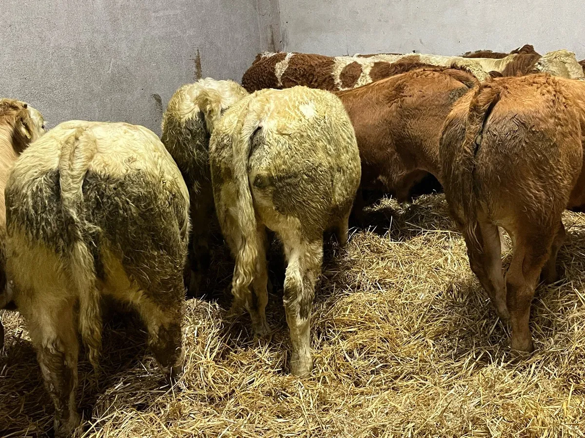 Super U Grade 340Kg CH LIM Bullocks - Image 3