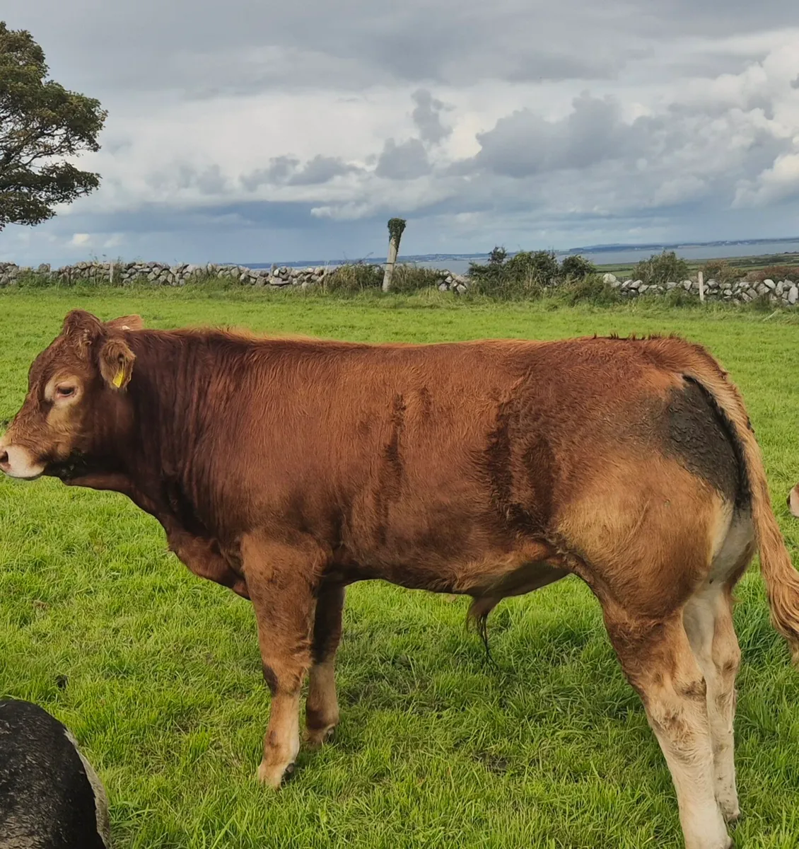 Pedigree Limousin Bulls - Image 1
