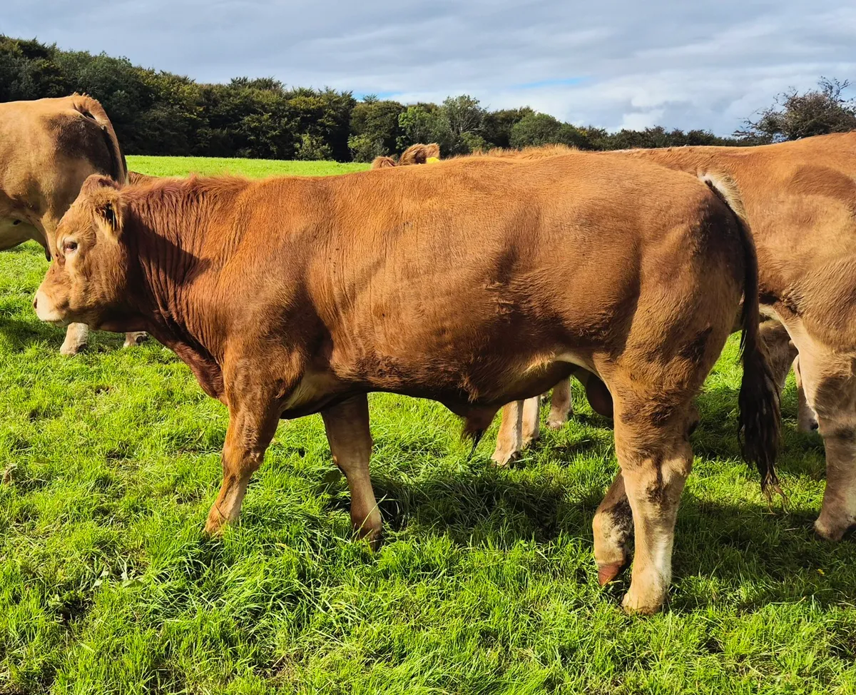 Pedigree Limousin Bulls - Image 2