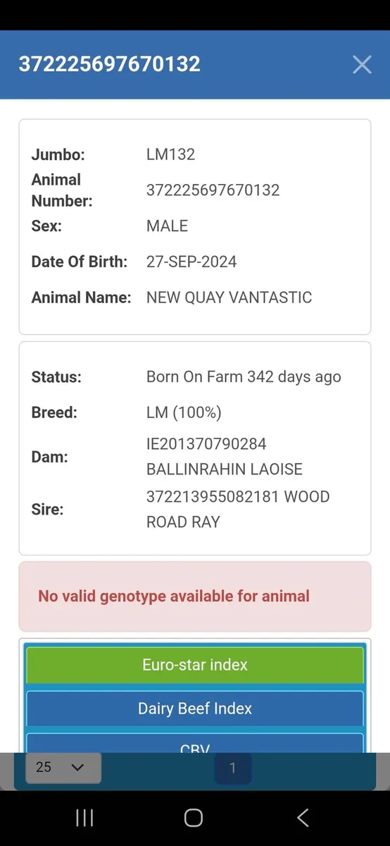 Pedigree Limousin Bulls - Image 3