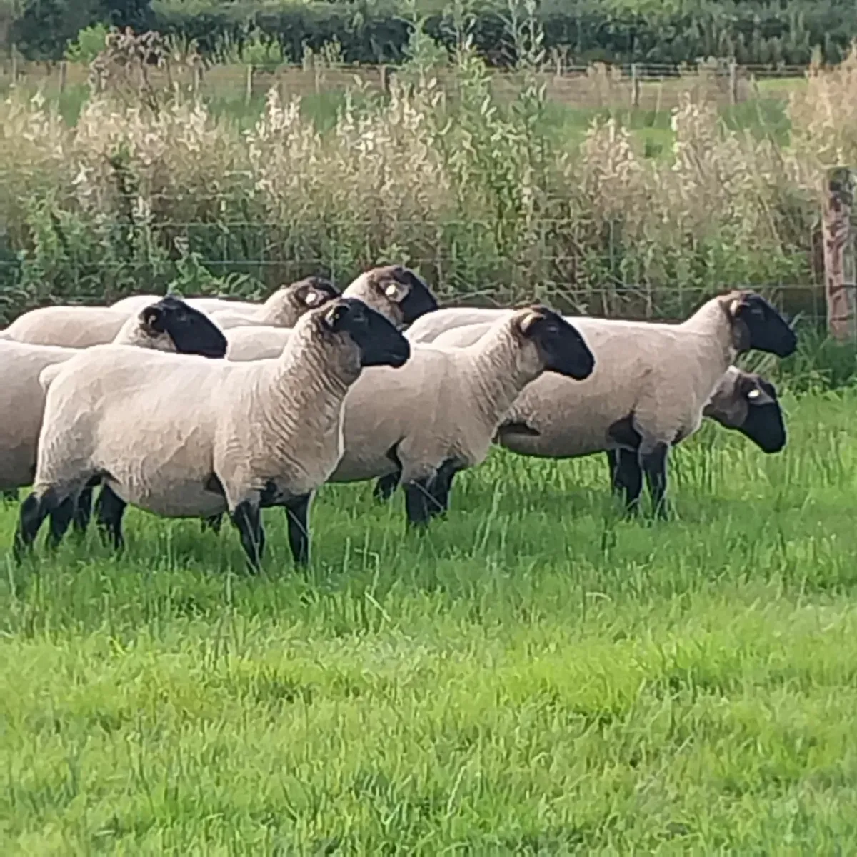 Sheep - contact 086 2536014 - Image 2