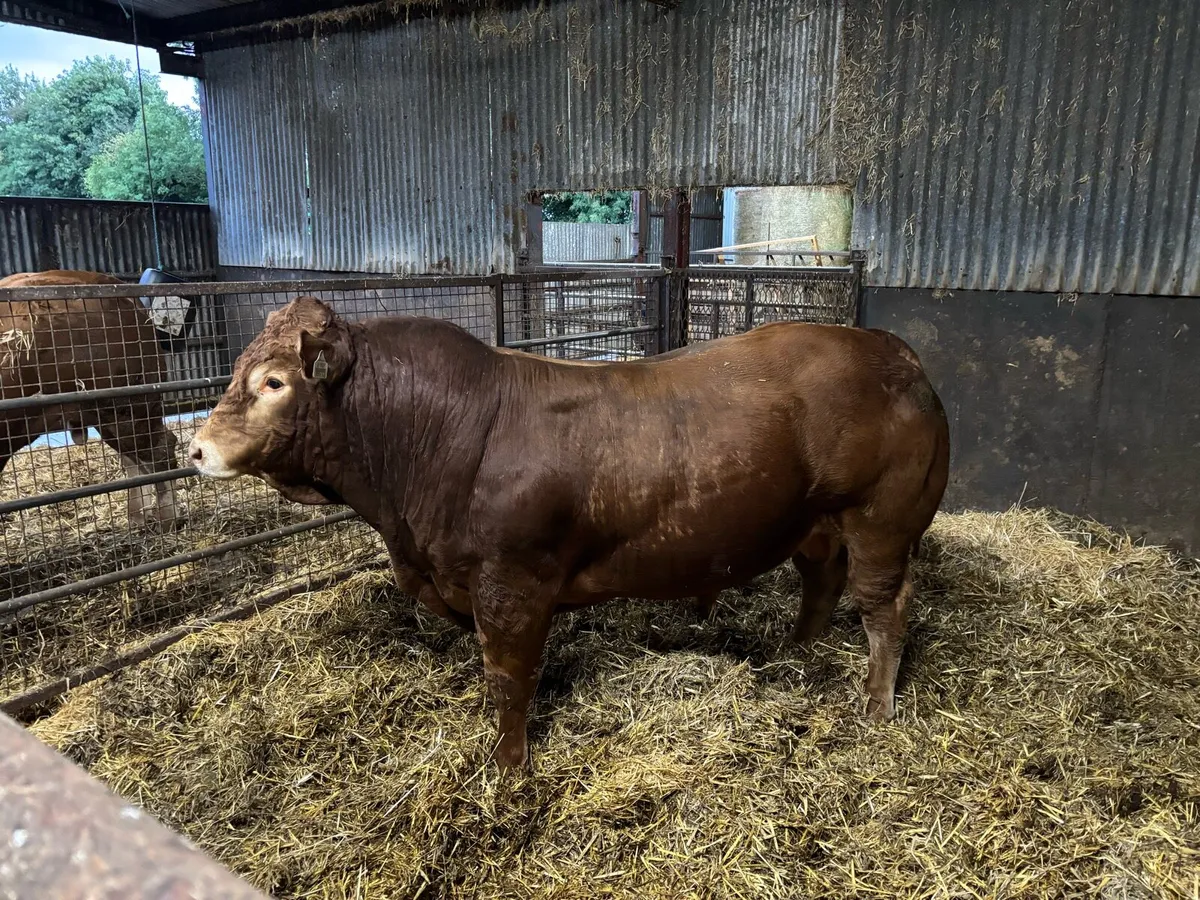 Limousin bulls - Image 4