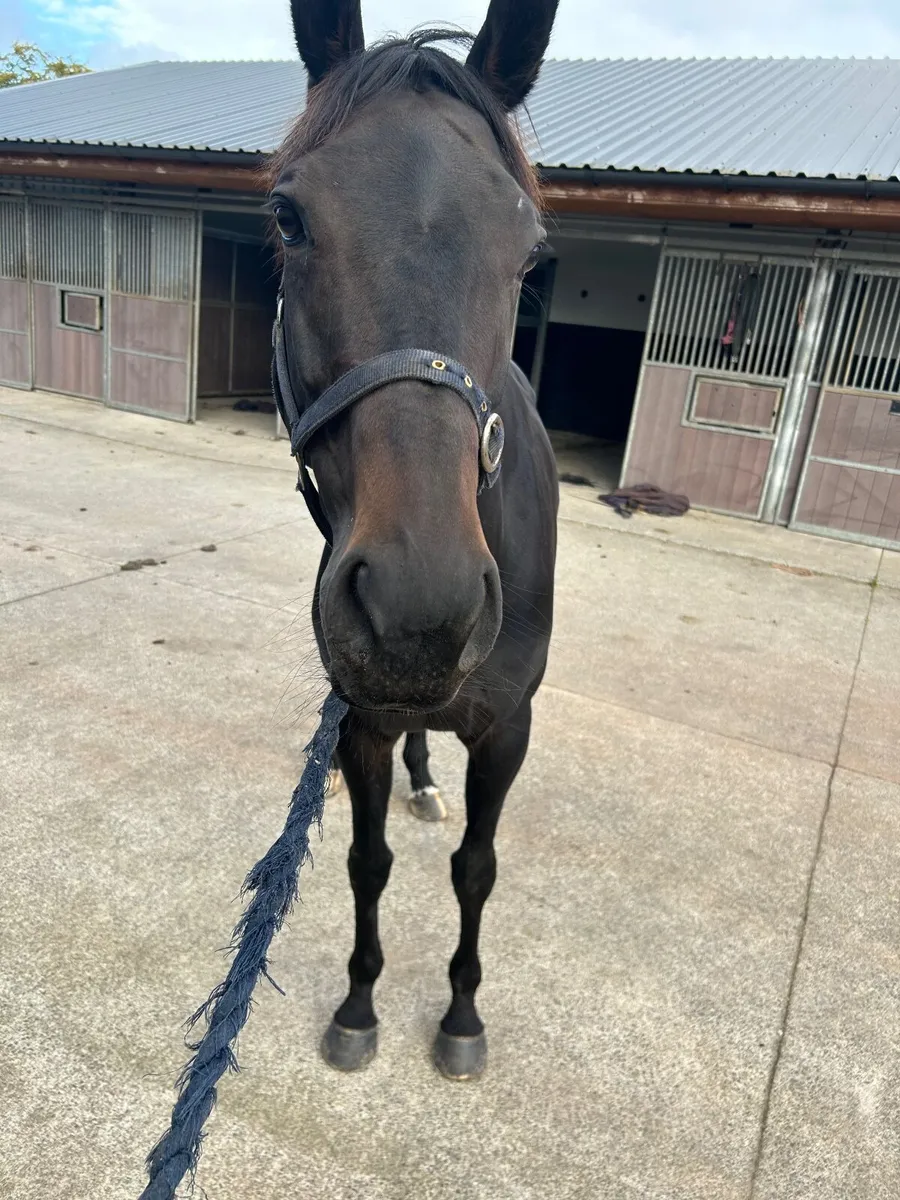 9yr old Thoroughbred mare - Image 2