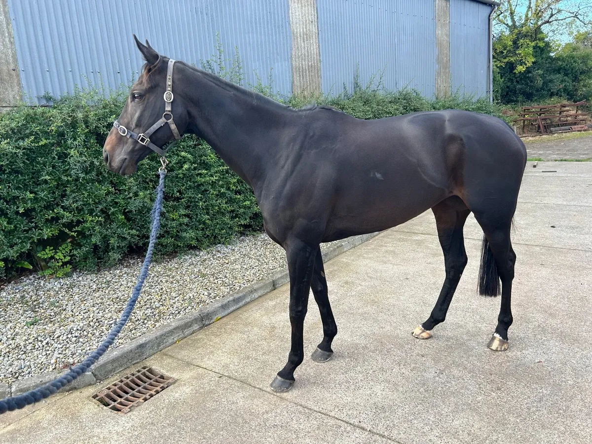 9yr old Thoroughbred mare - Image 1