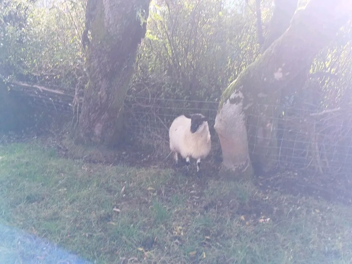 3 lambs - Image 1